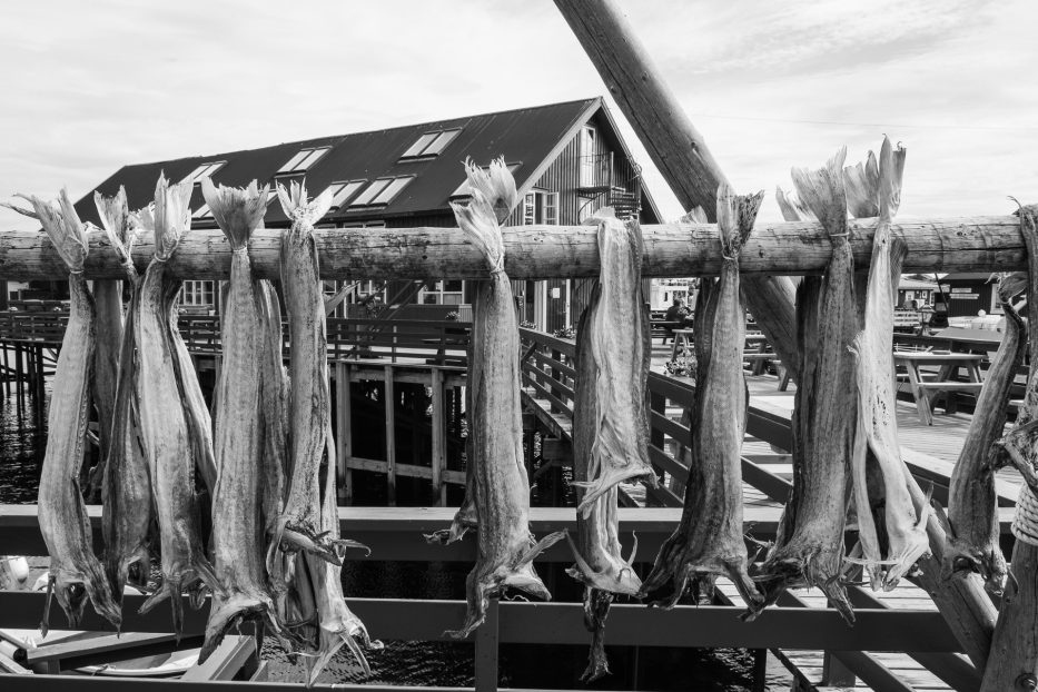 stockfish hanging up in lofoten