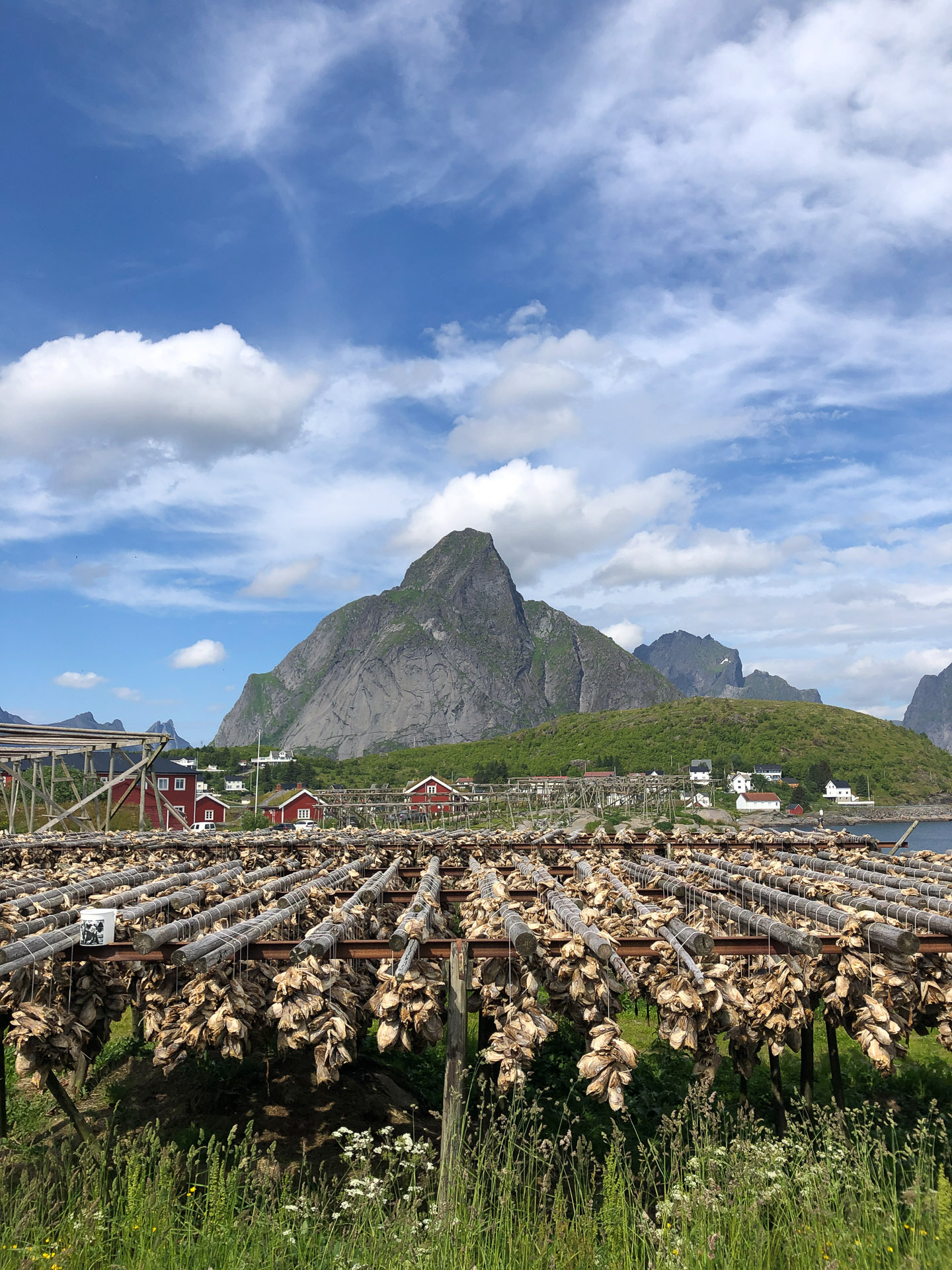 tørkede fiskehoder på rad og rekke foran typisk lofoten-landskap