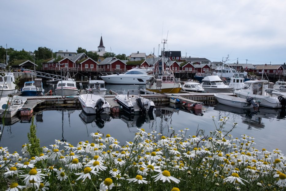 the village of reine and white flowers in front