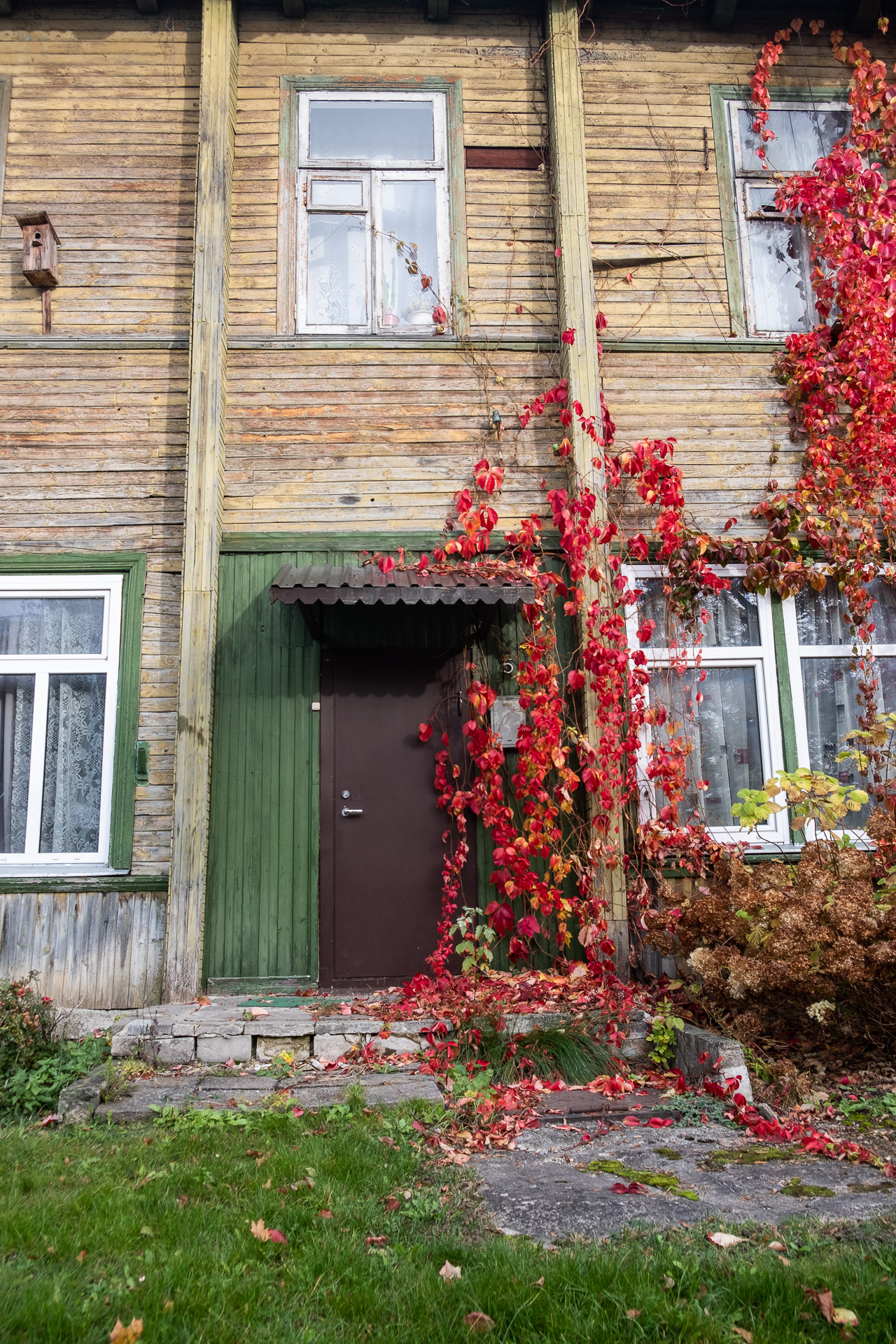 en fargerik plante slynger seg over fasaden på et brunt hus