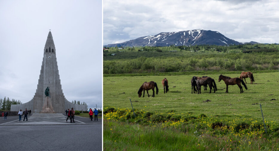 the church in reykjavik and icelandic horses in front of a mountain with remains of snow on the top