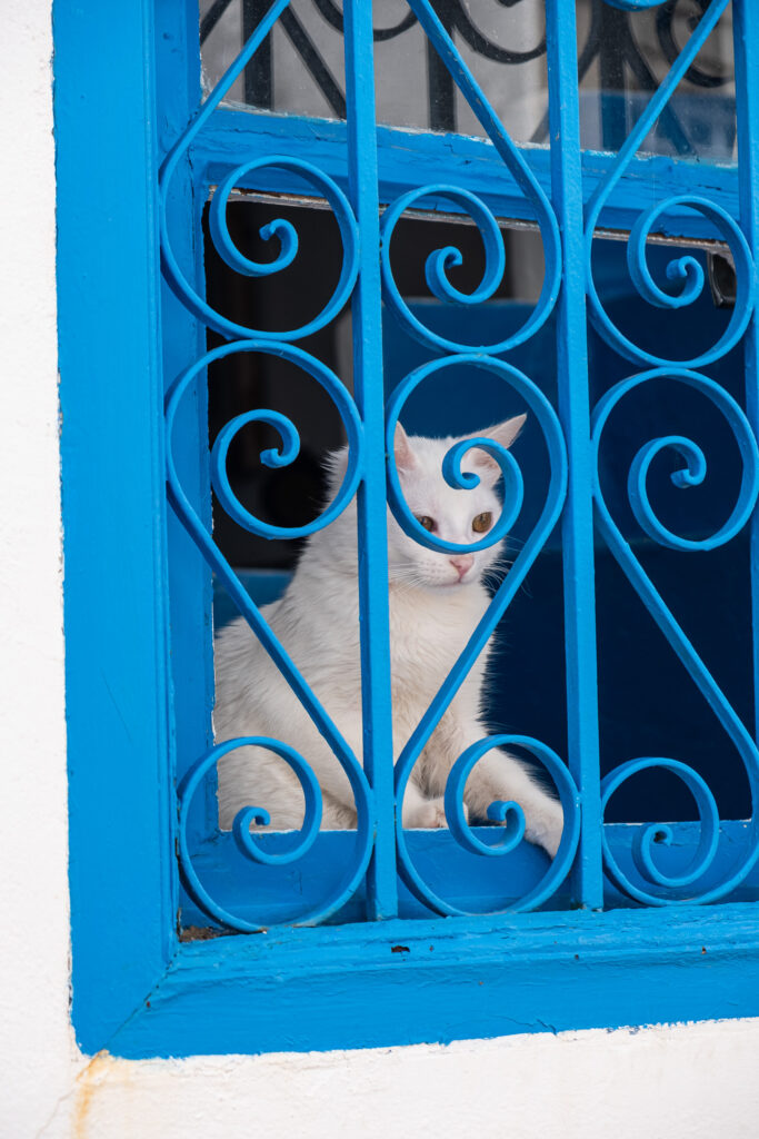 a white cat standing behind a blue grid