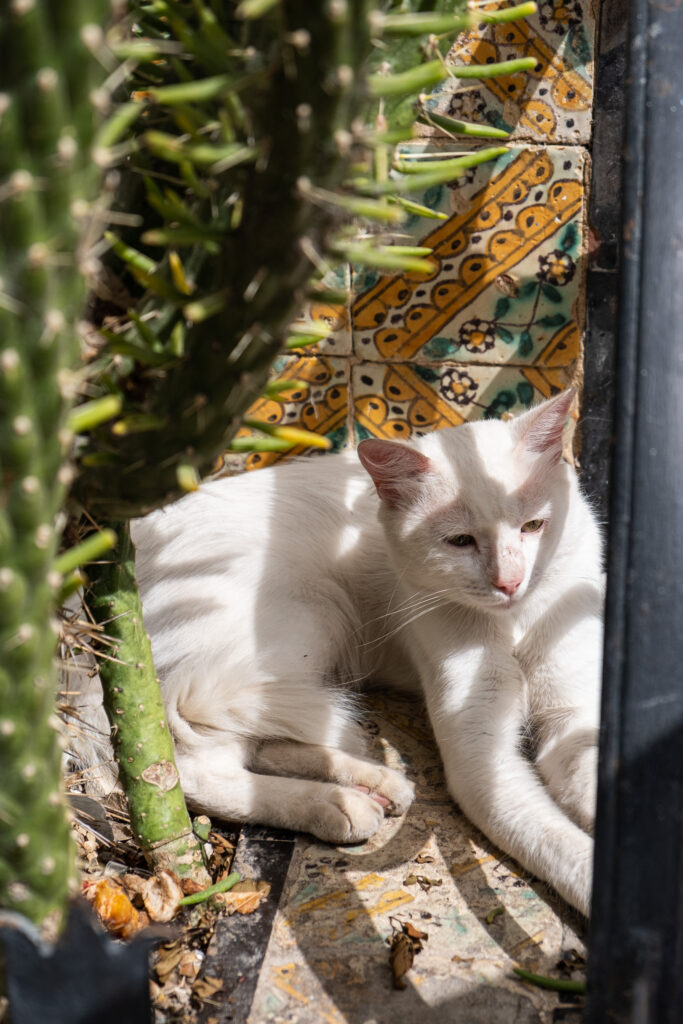 a cat hiding in the shadow in sidi bou said