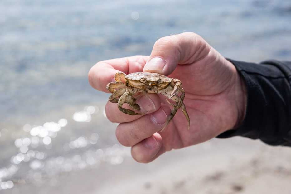 a crab being held in a hand on the beach