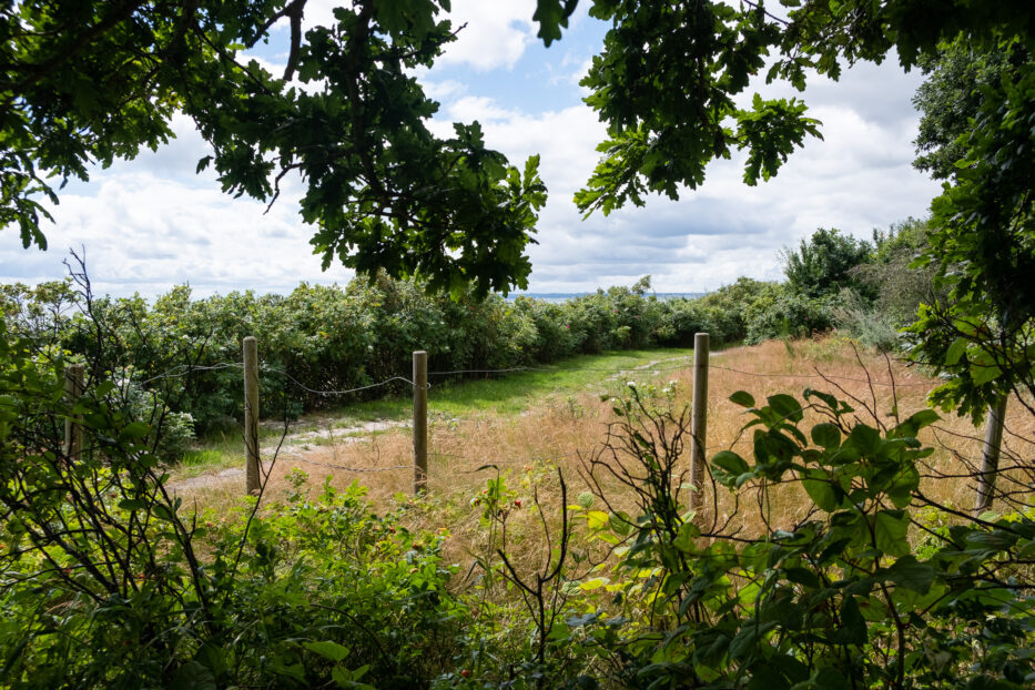 a green area in jutland framed by green leafs