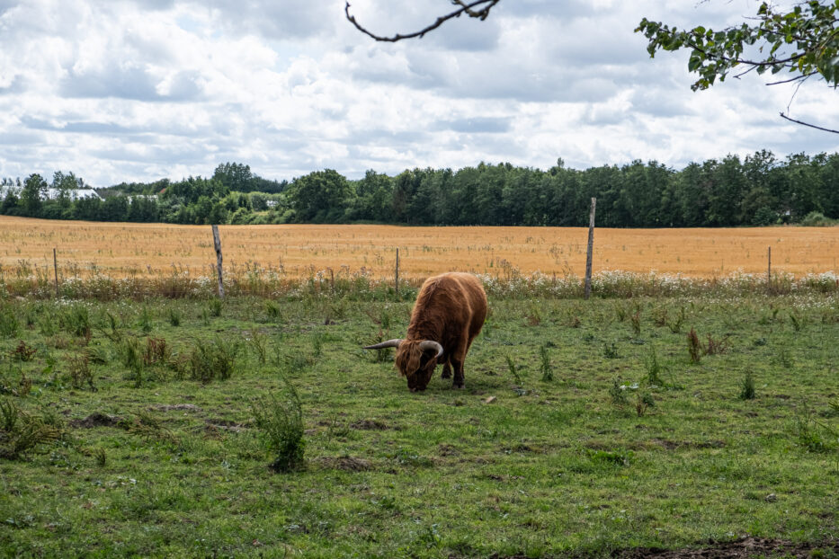 a bull peacefully eating grass at gartnergården århus