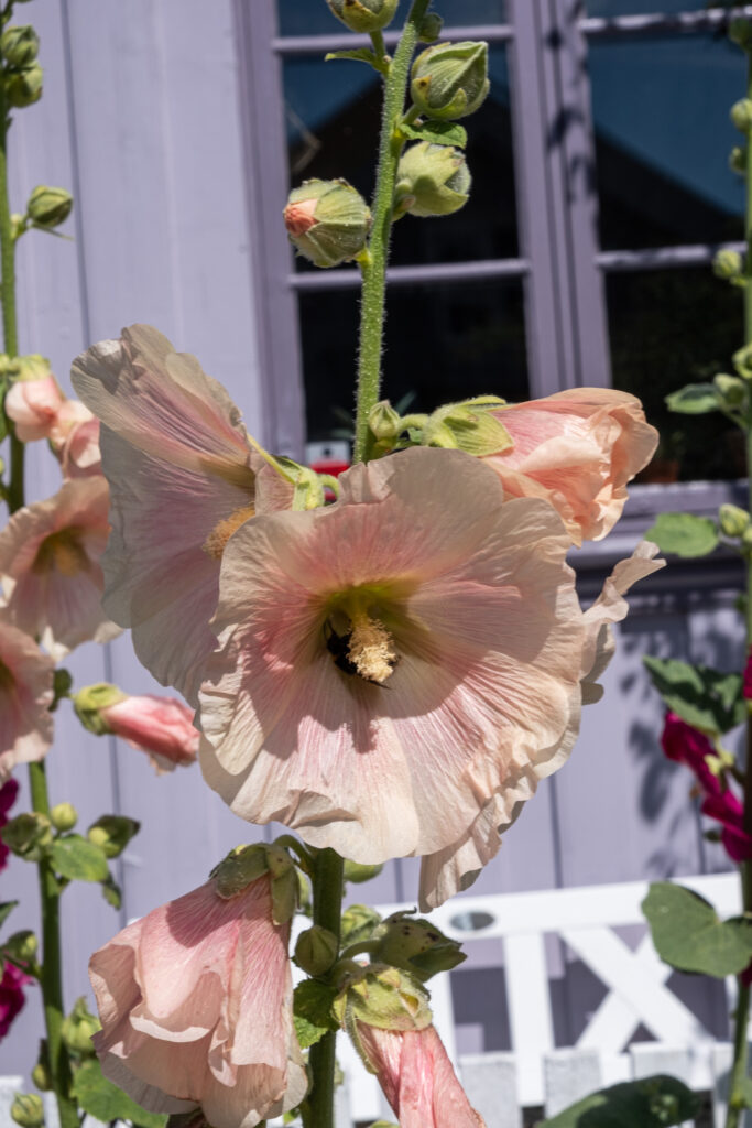 close-up of a flower in front of a wooden tree house