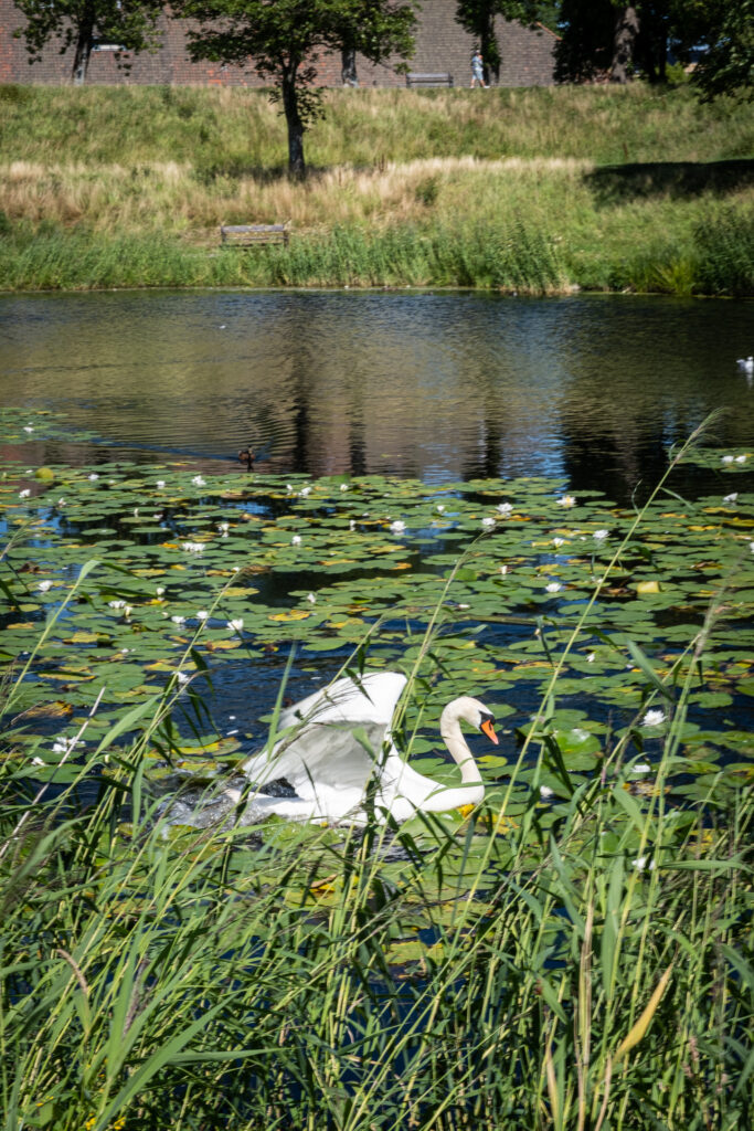 a swan moving it's wings in the water in front of fredrikstad fortress with water lilies in the background