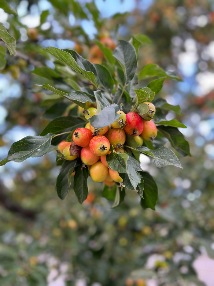 details of colourful fruits in a green and orange tree