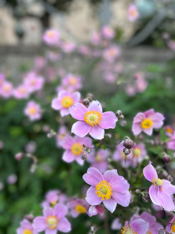 nærbilde av lilla og gule blomster