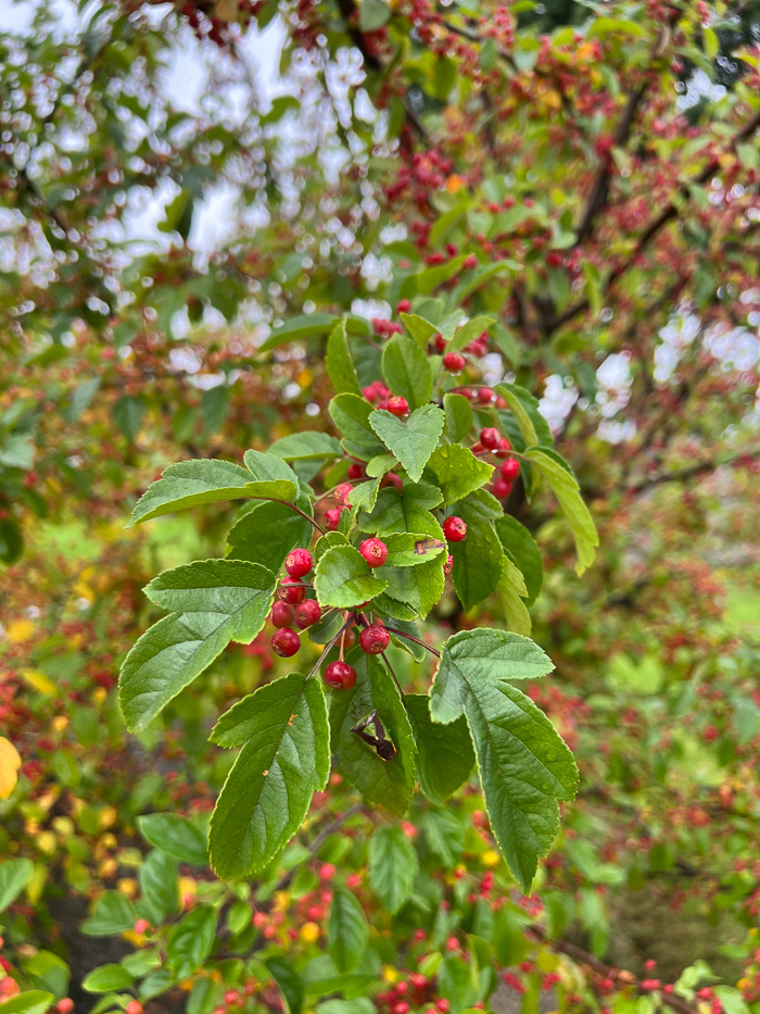 røde bær på et tre i høstfarger