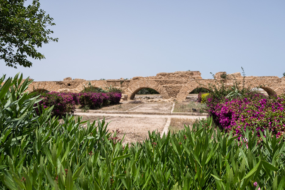 Zaghouan akvedukten med grønt gress og lilla blomster i forgrunn