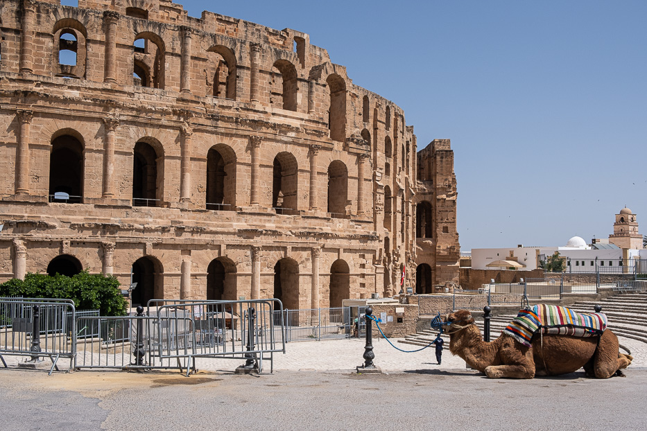 a camel relaxing on the pavement in front of the amphiteater in el jem